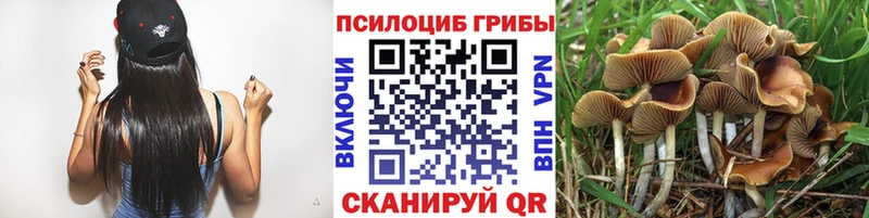 Галлюциногенные грибы Psilocybine cubensis  как найти   гидра как войти  Мураши 